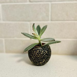 עציץ טקסטורה שחור - זהב