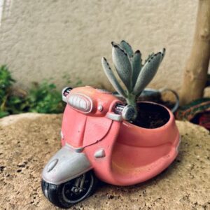 עציץ ווספה ורוד