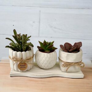 סט 3 עציצי בטון ומגש פסים