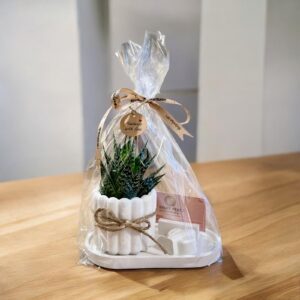 מארז מתנה למשרד קקטוס