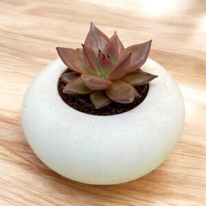 עציץ עגול מבטון לבן