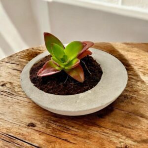 עציץ עגול א-סימטרי בטון אפור