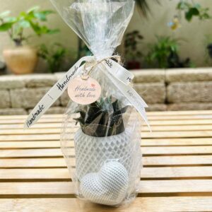 מארז עציץ ולב פיקה